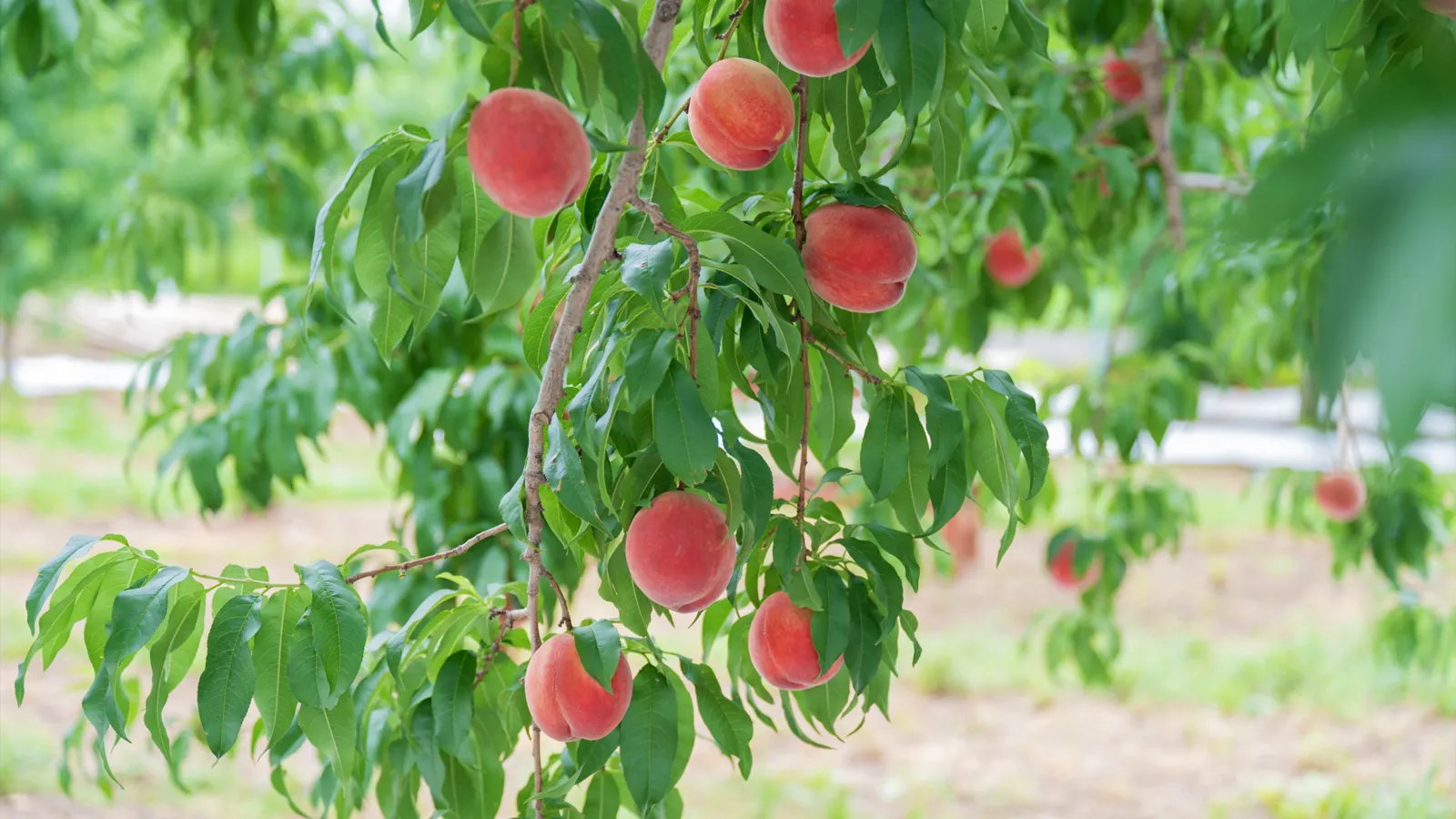 アイキャッチイメージ