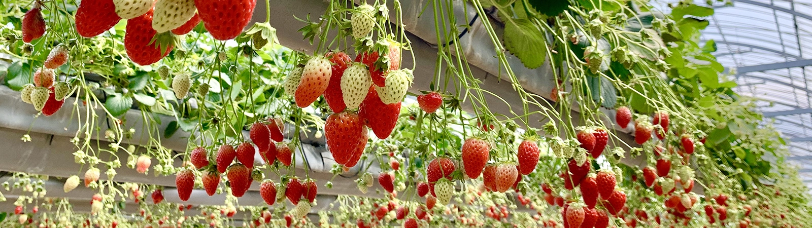 アイキャッチイメージ